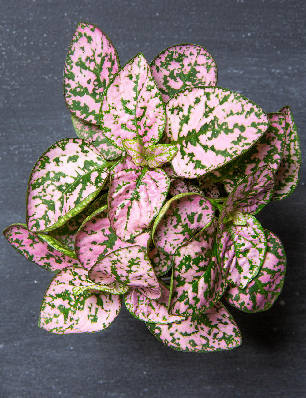 Polkadot Plant 'Pink'