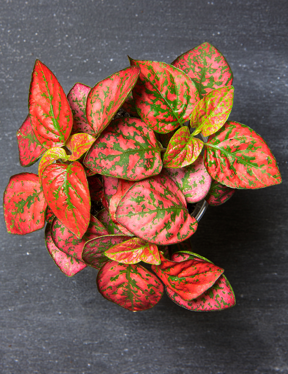 Polkadot Plant 'Red'