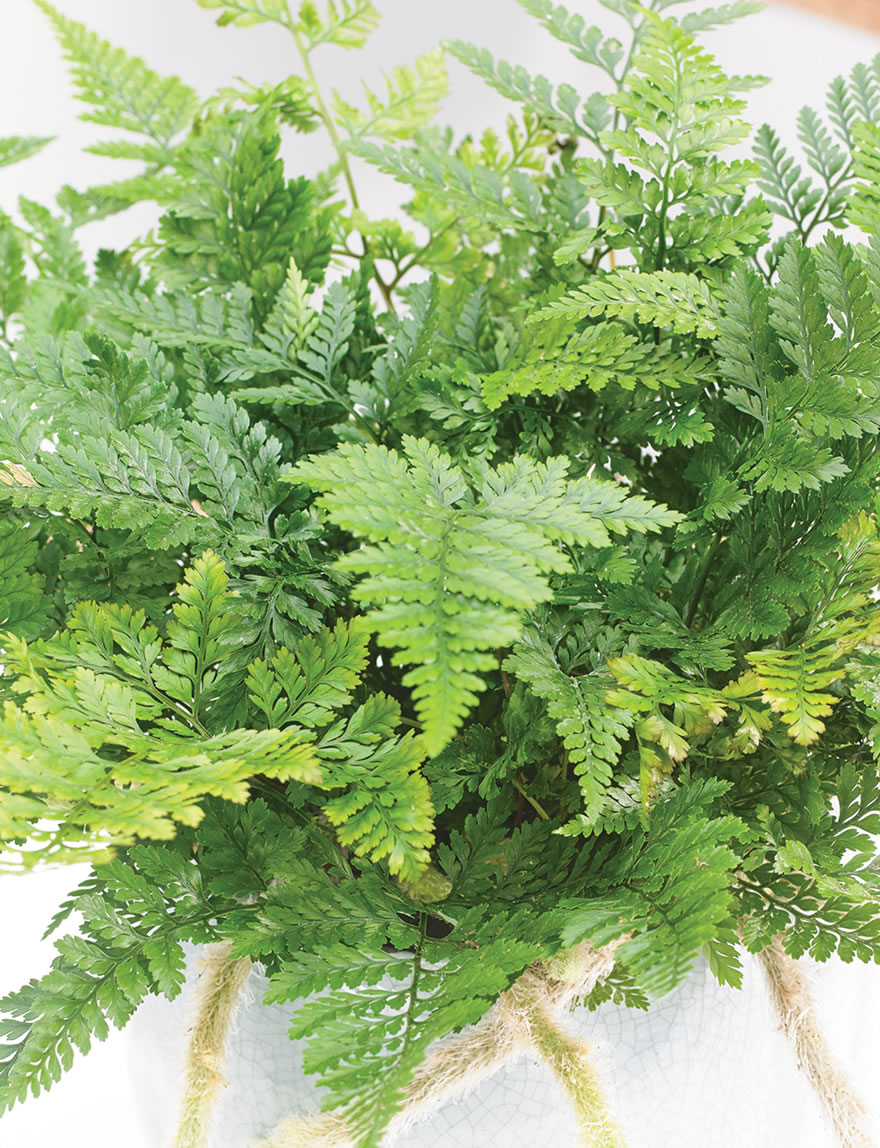 Silver Rabbit's Foot Fern