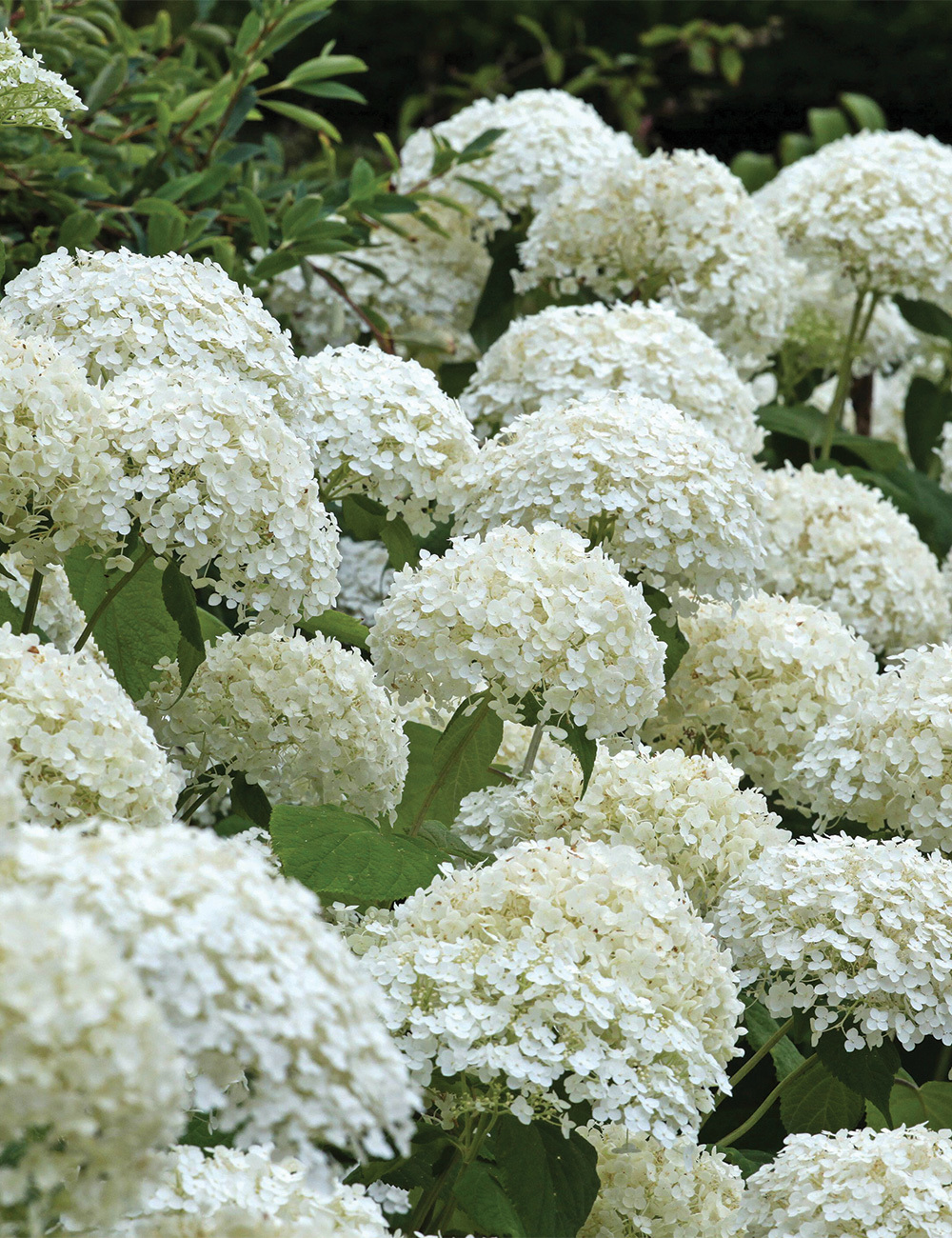 Hydrangea 'Annabelle'