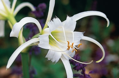 Peruvian Spider Lily