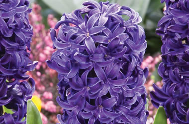 Hyacinths Aida