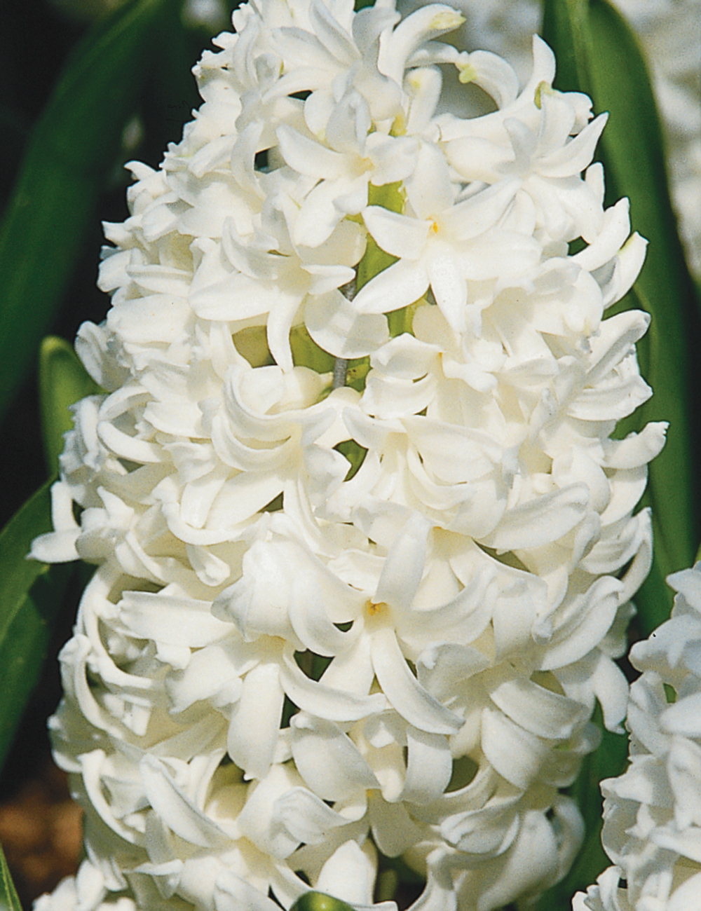 Hyacinths Aiolos