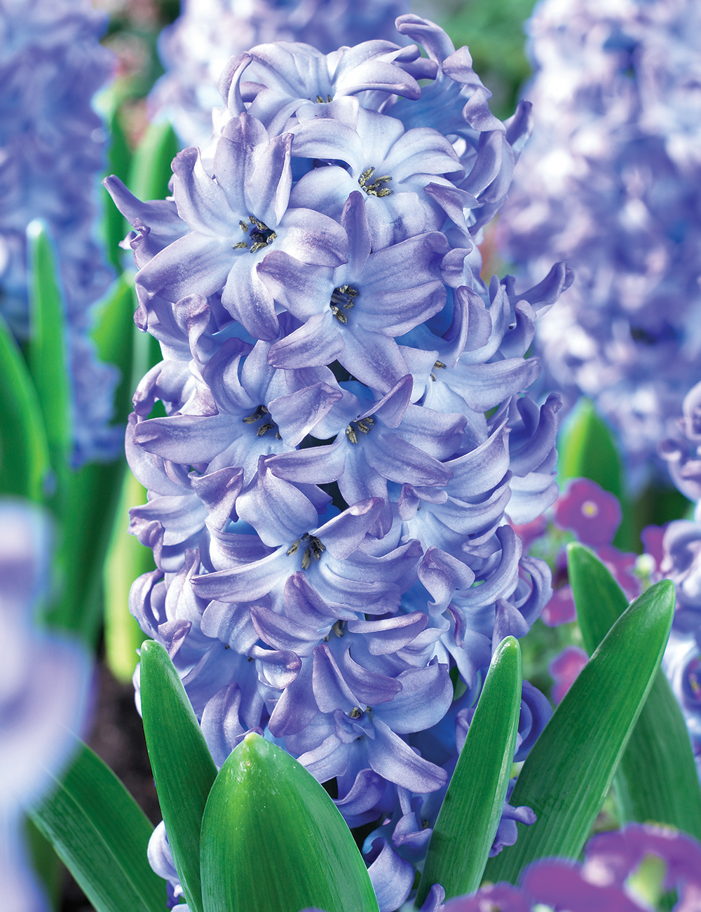 Hyacinth 'Aqua'