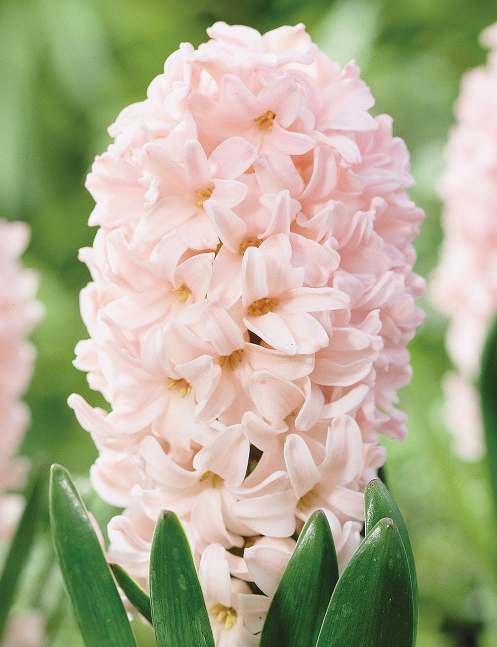 Hyacinth 'Apricot Passion'