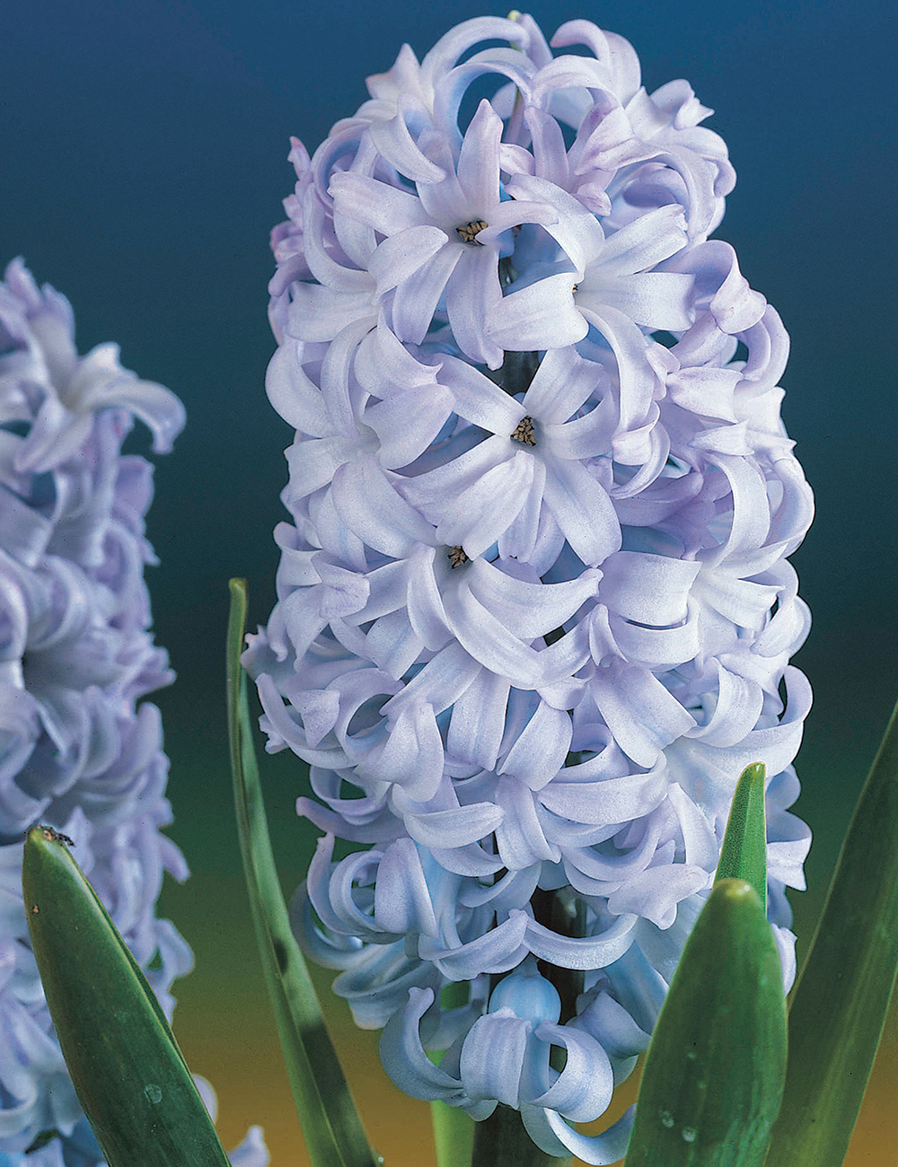 Hyacinth Blue Giant