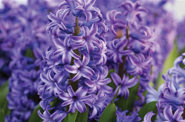 Hyacinth Blue Raven