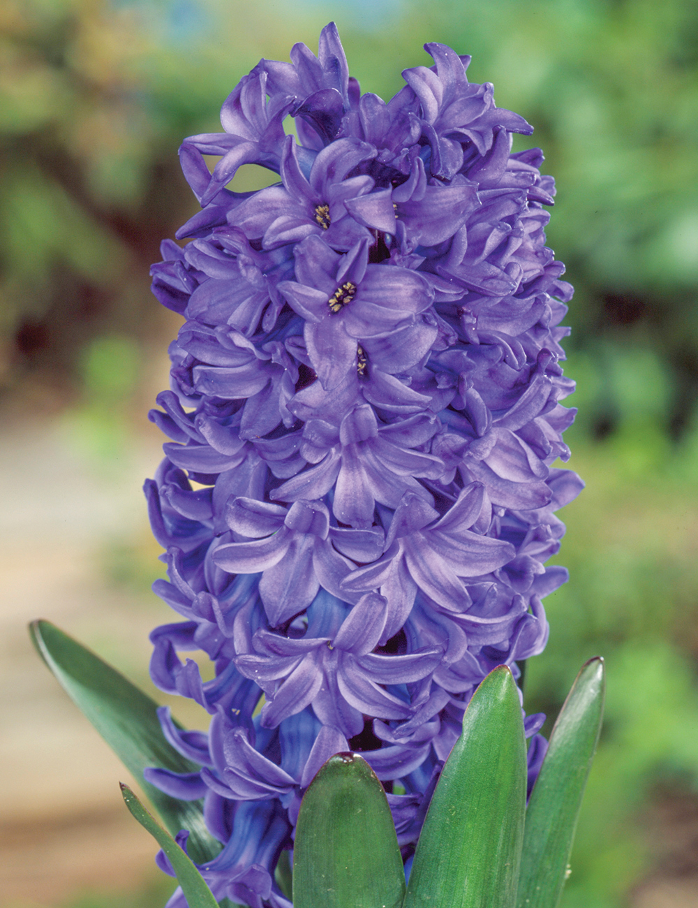 Hyacinth 'Blue Star'