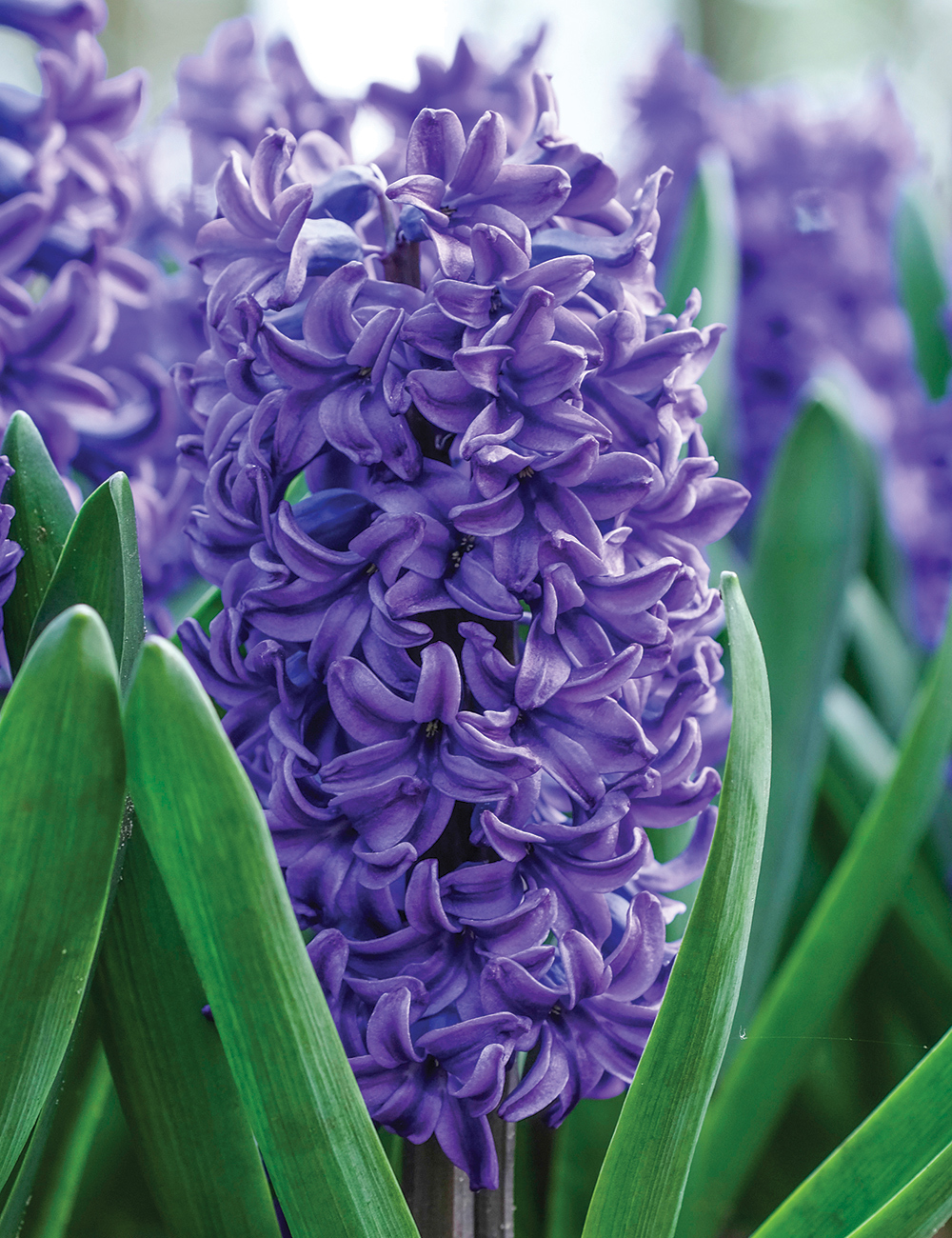 Hyacinth 'Blue Trophy'