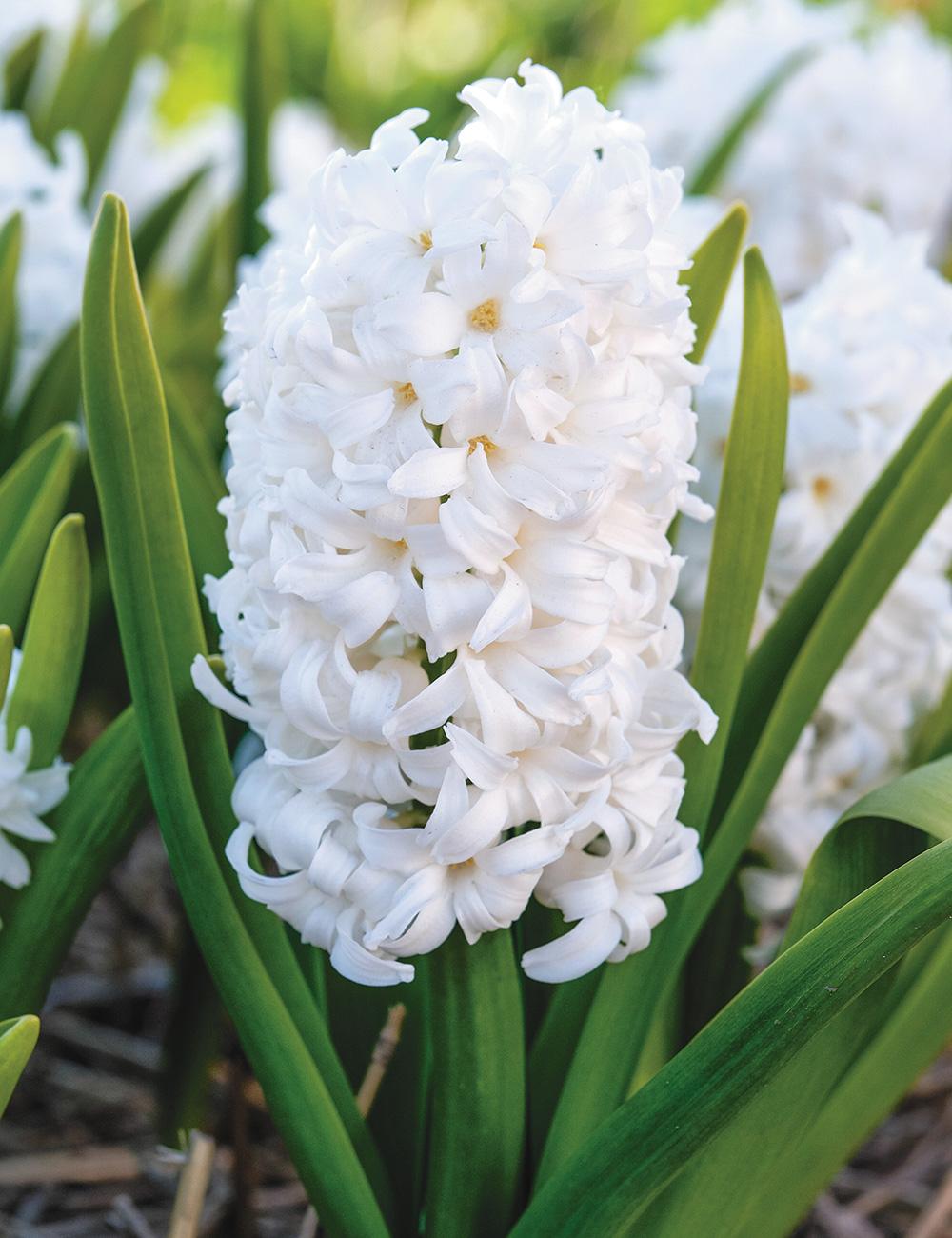 Best Buy - Hyacinth 'White'