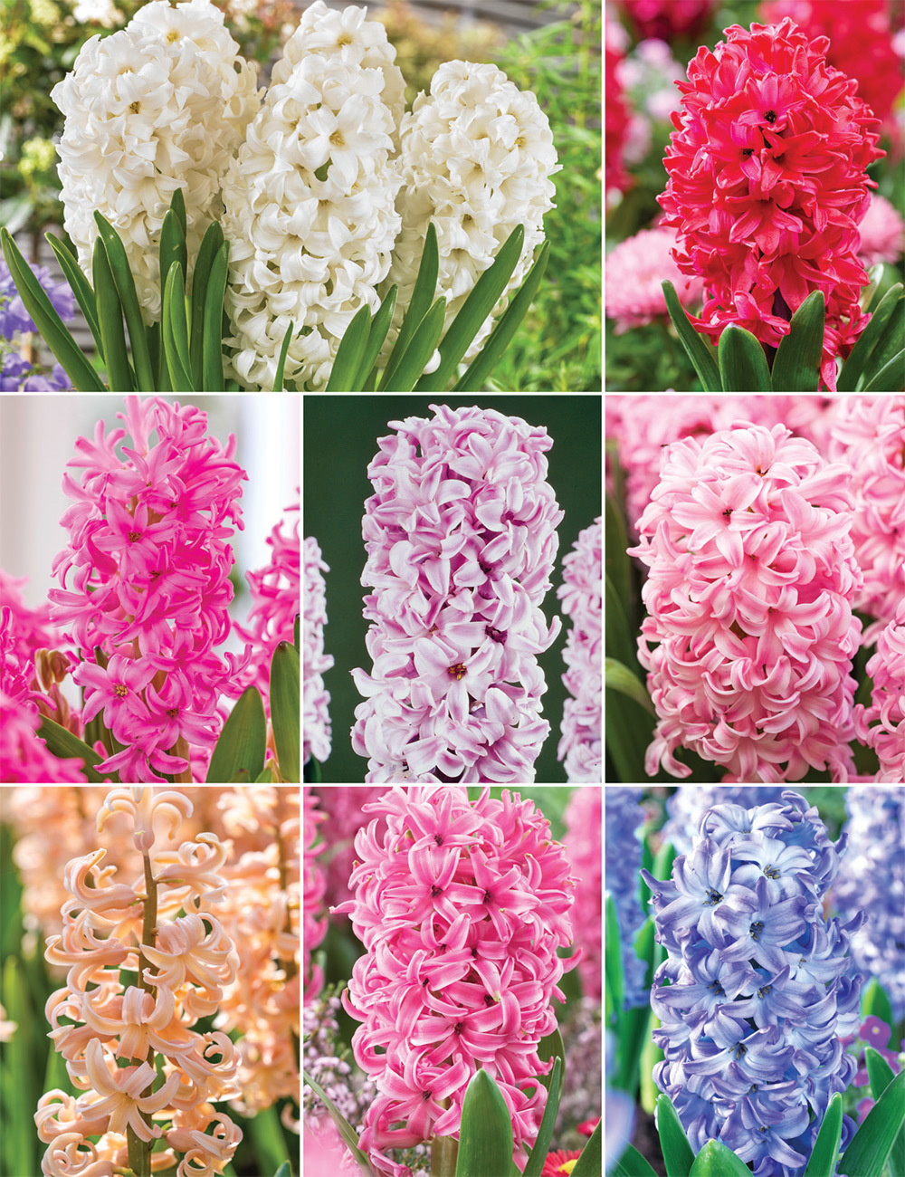 Hyacinths (reduced) Collection