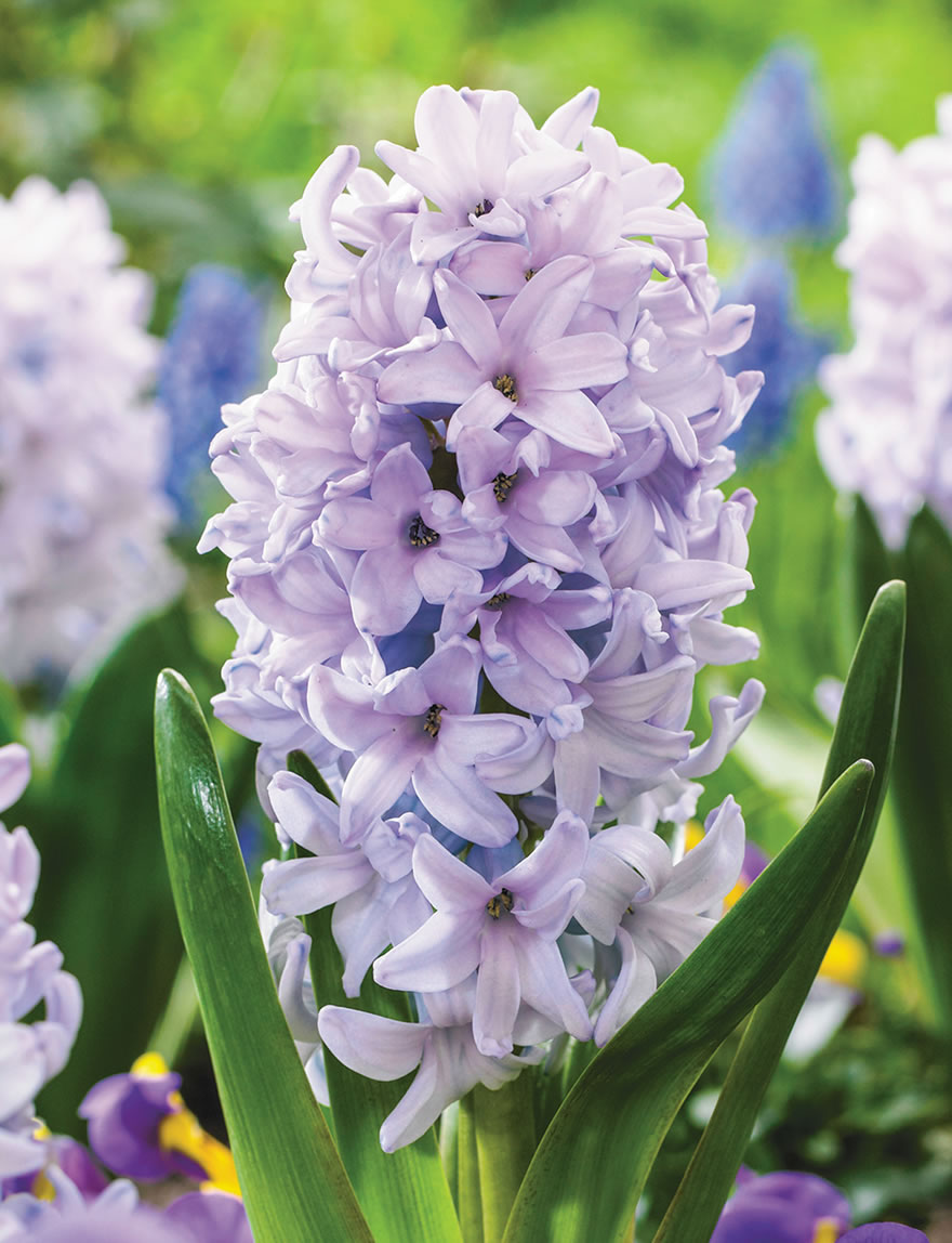 Hyacinths City of Bradford