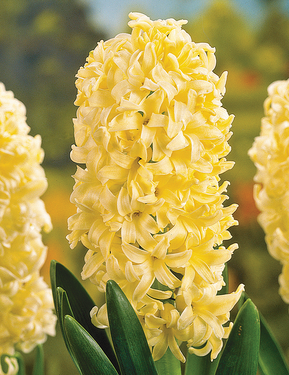 Hyacinths City of Haarlem