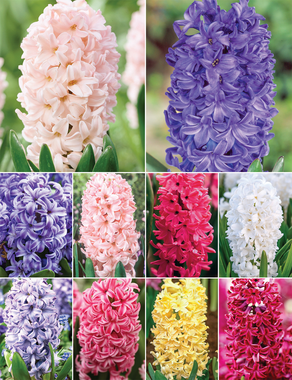 Heirloom Hyacinths (reduced) Collection