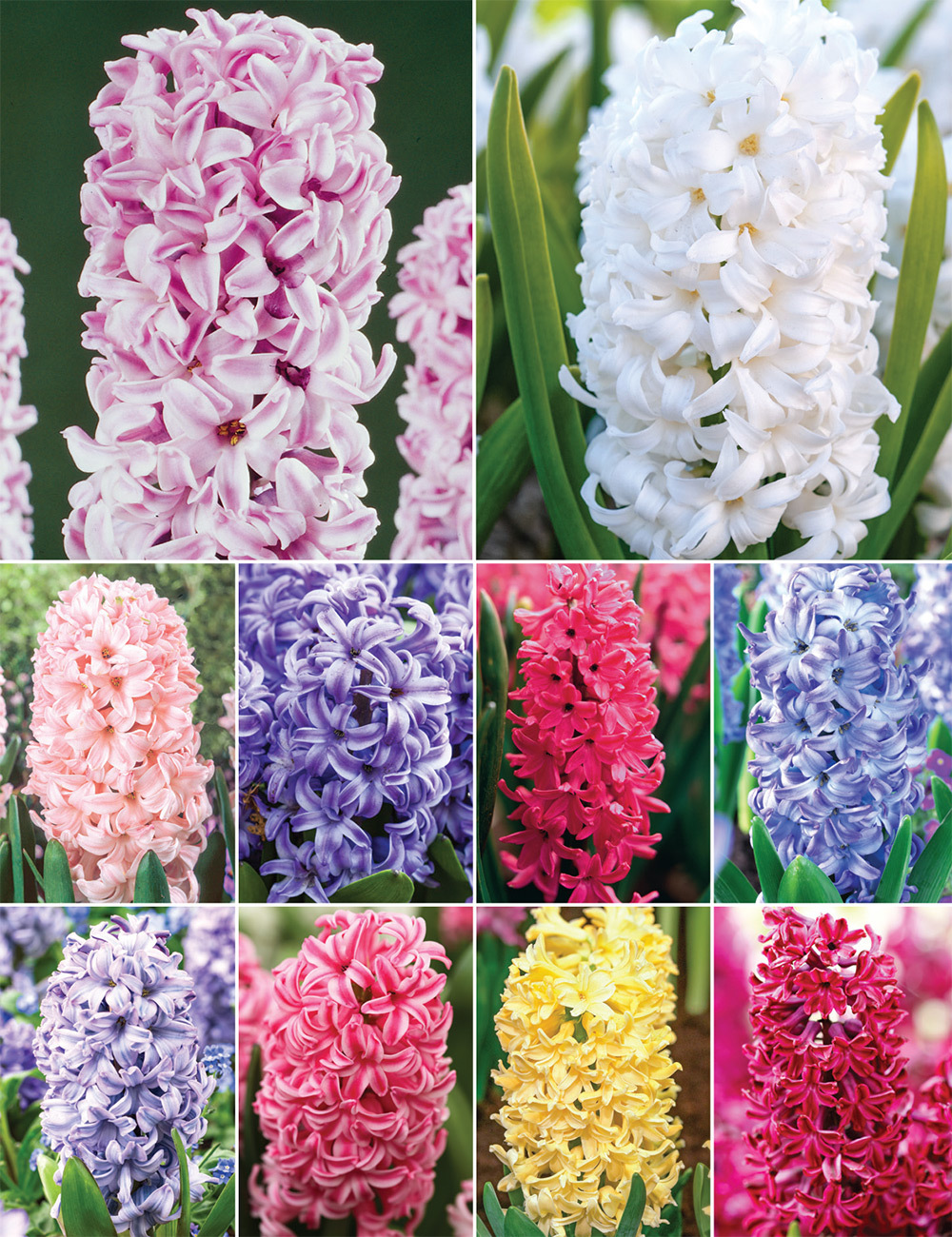 Heirloom Hyacinths (reduced) Collection