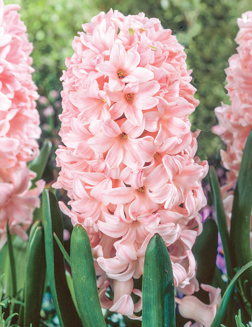 Hyacinths China Pink