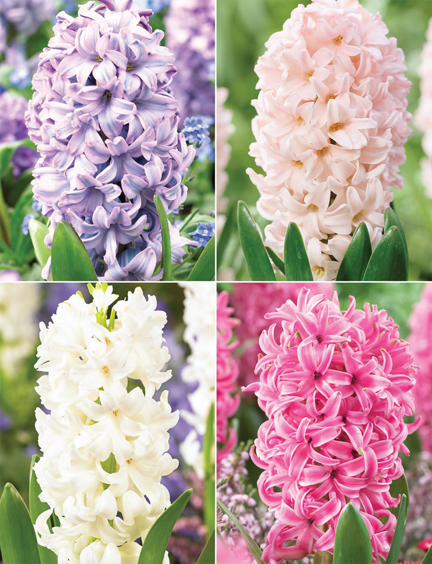 Hyacinth Collection
