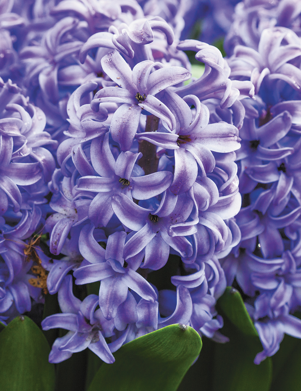 Hyacinth 'Delft Blue'