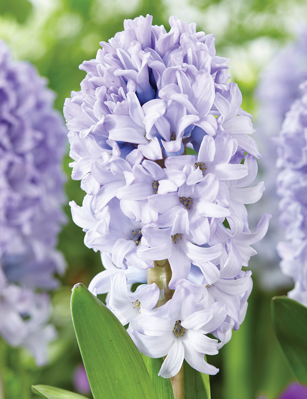 Hyacinths Caribbean Dream