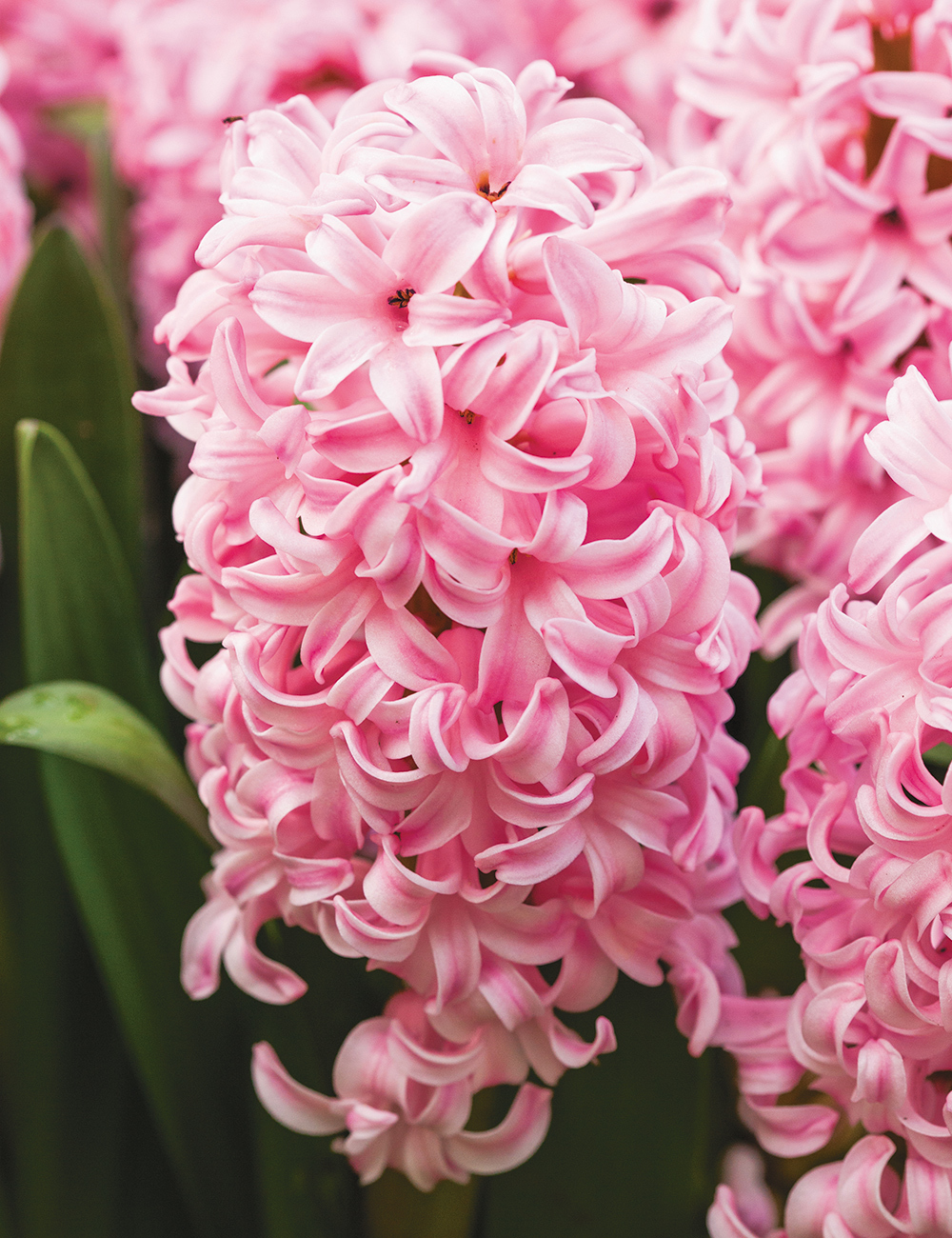 Hyacinth 'Fondant'