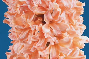 Hyacinth Gypsy Queen