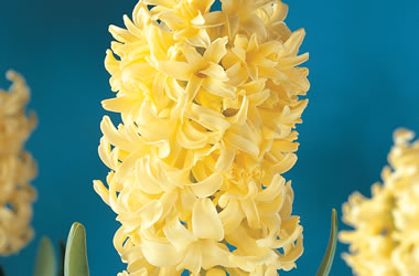 (45B) Hyacinth 'Hermione'
