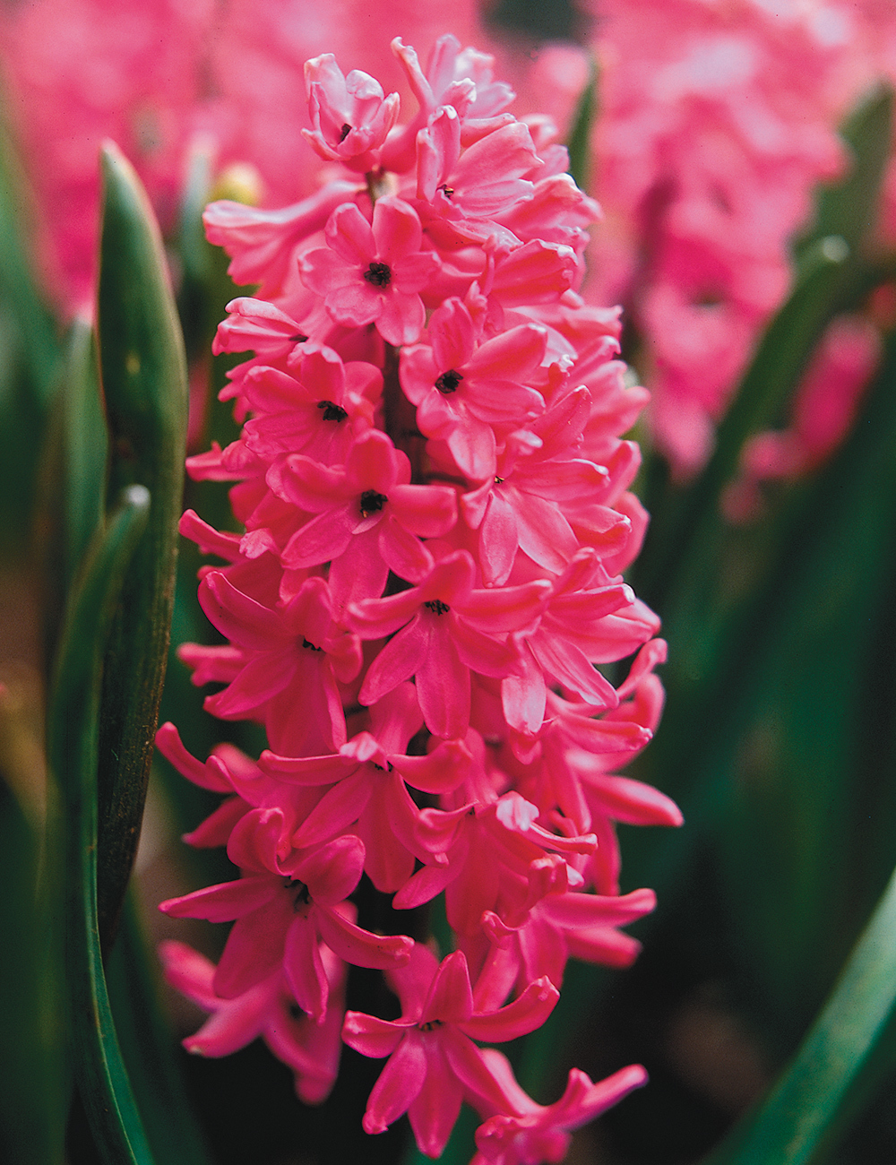 Hyacinth 'Jan Bos'