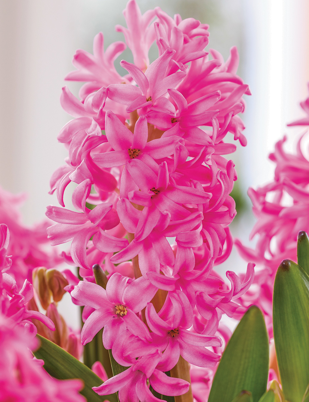 BULK BUY Hyacinth 'Johanna'