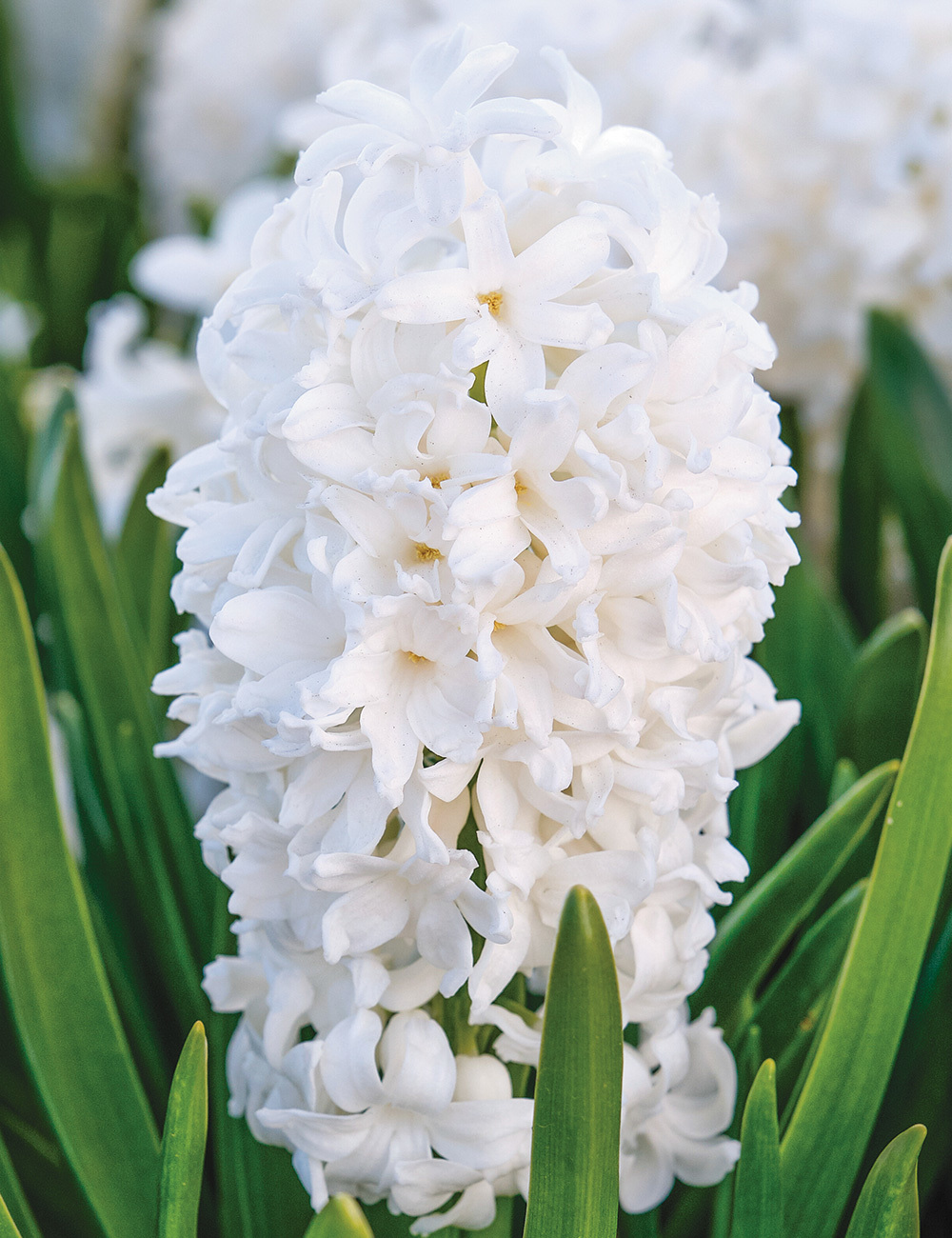 Hyacinth 'Louvre'