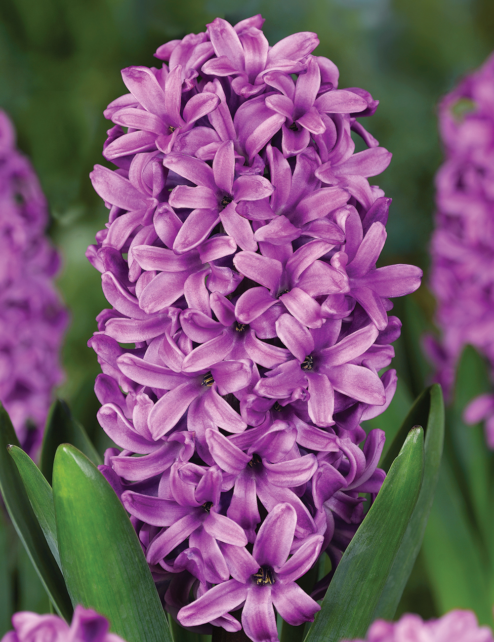 Hyacinth 'Miss Saigon'