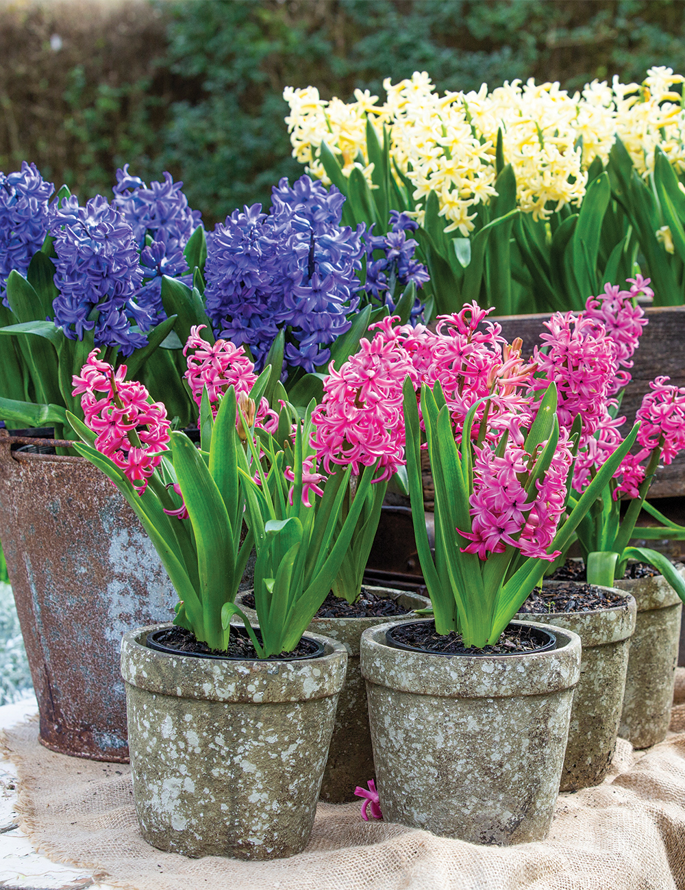 Hyacinths Mixed