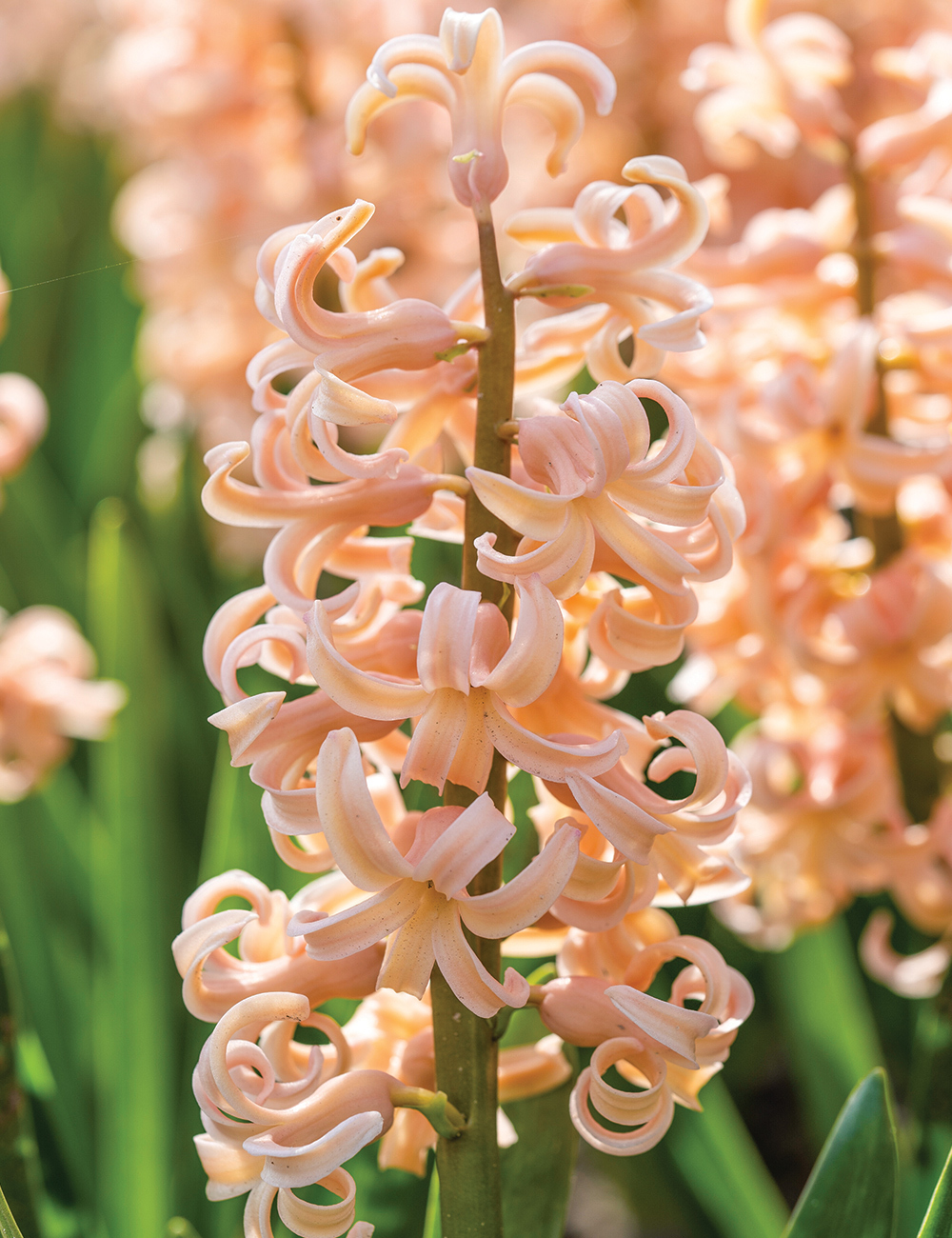 Hyacinth 'Orange Lion'