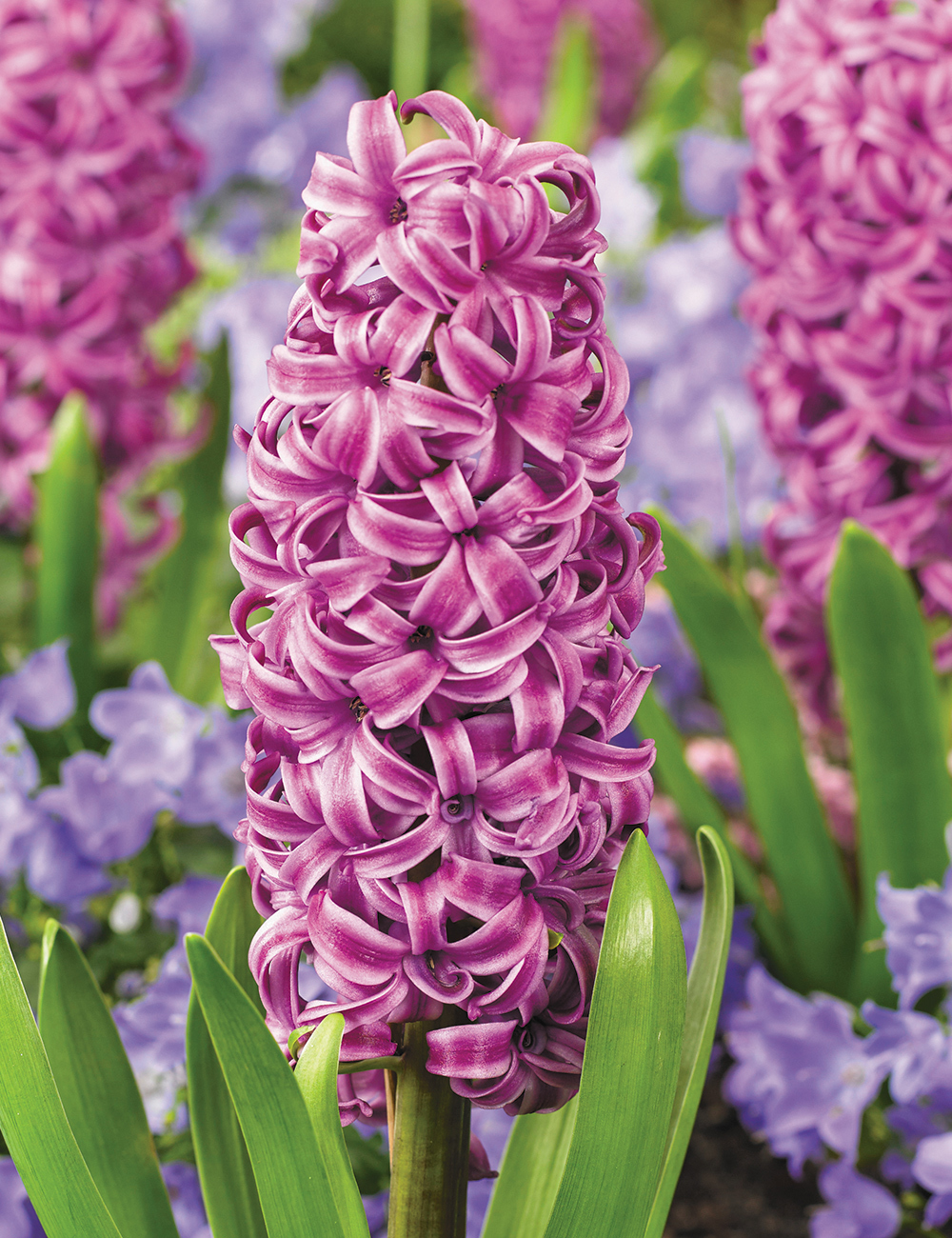 Hyacinths Purple Sensation