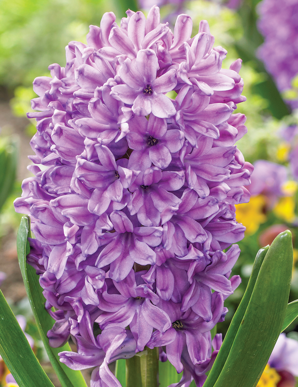 Hyacinth Purple Voice