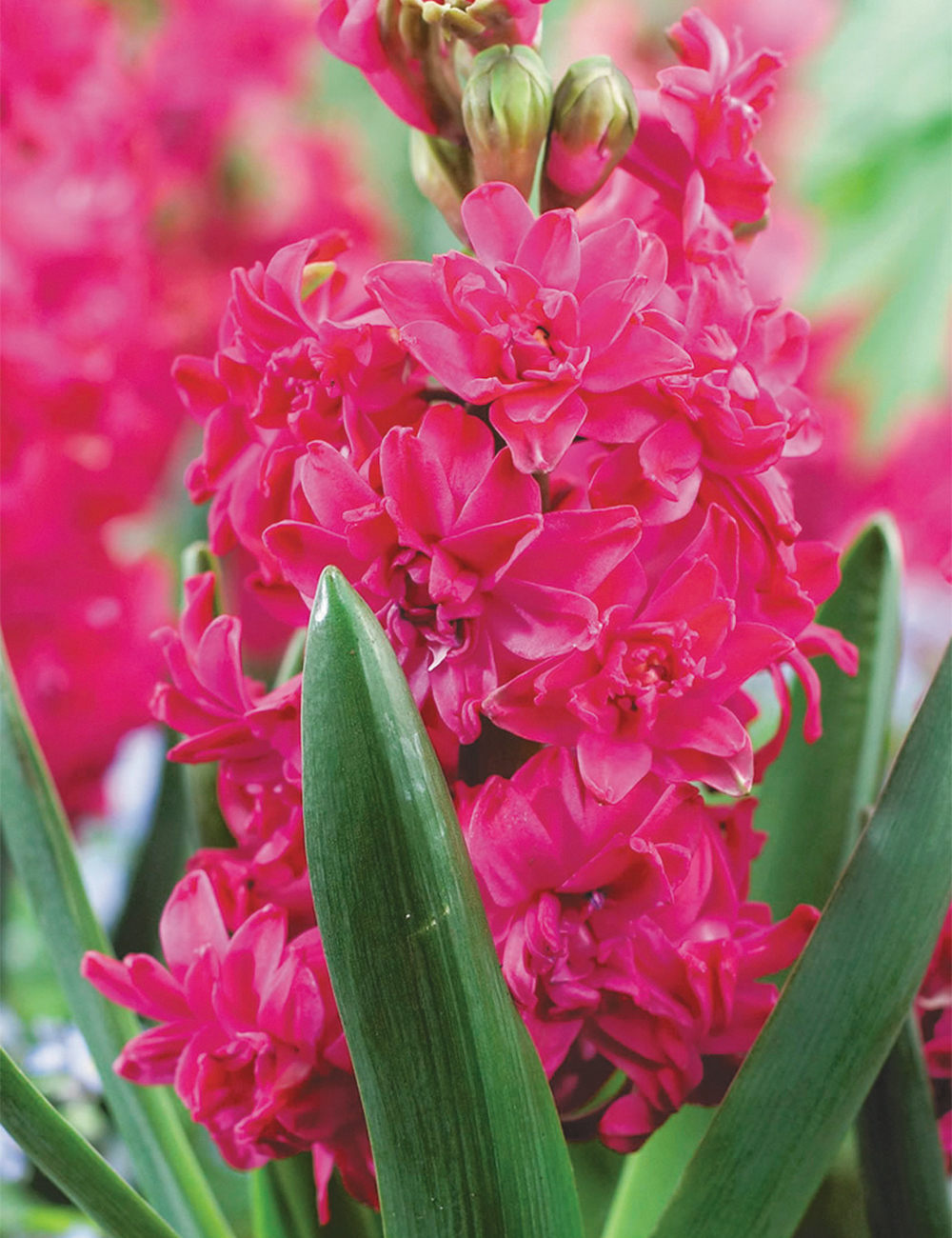 Double Hyacinth 'Red Diamond'