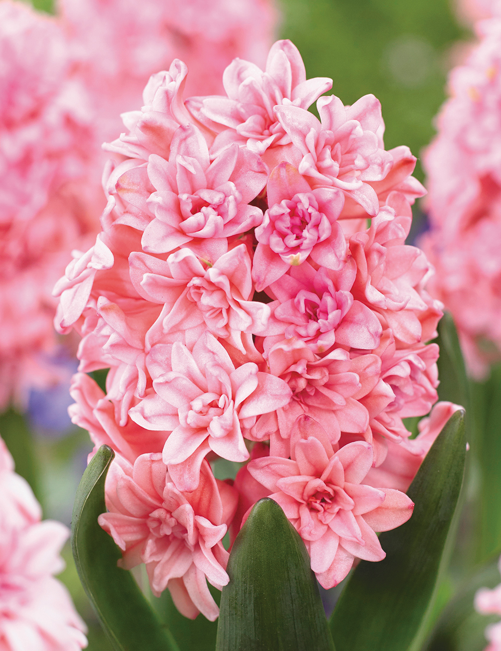 Double Hyacinth 'Spring Beauty'