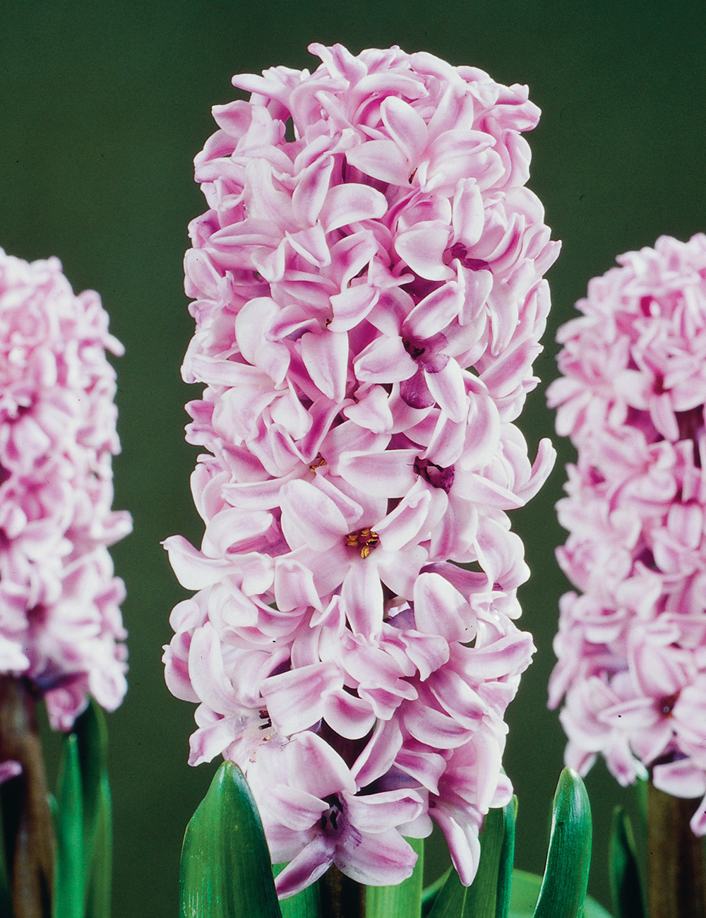 Hyacinth 'Splendid Cornelia'