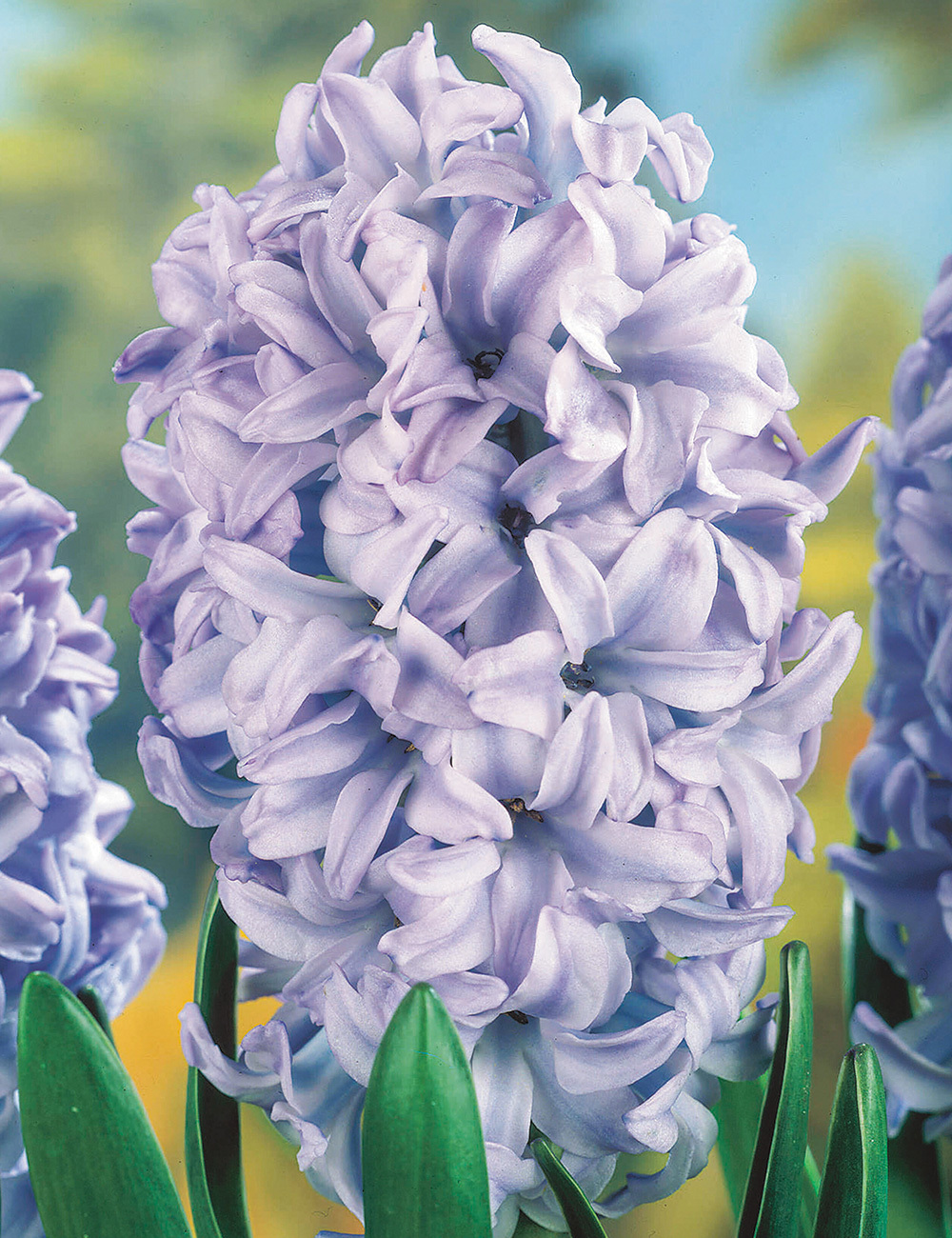 BULK BUY Hyacinth 'Sky Jacket'