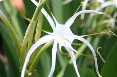 Mexican Spider Lily