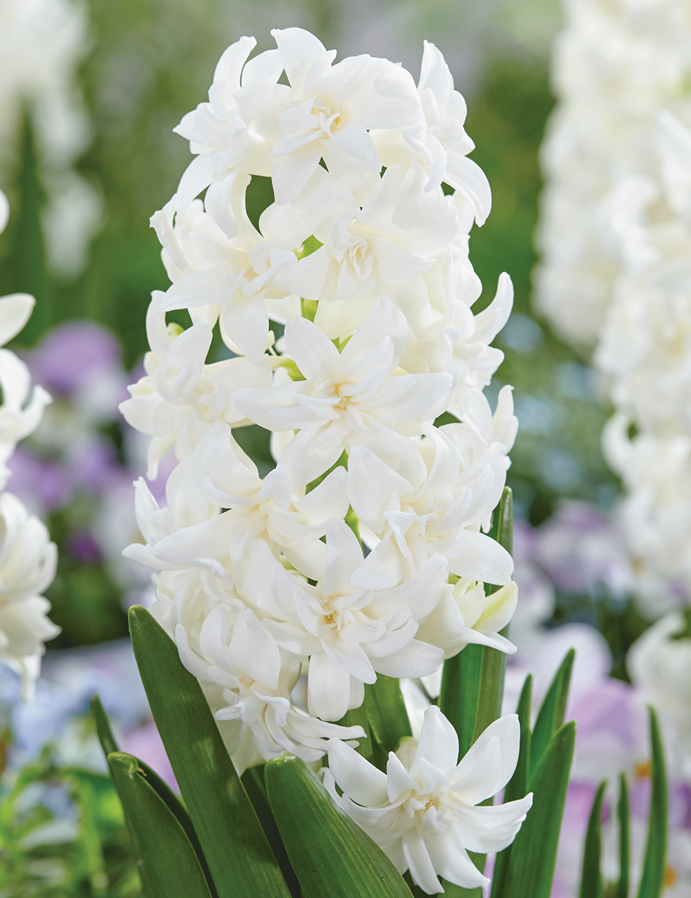 Potting Hyacinth Snow Crystal