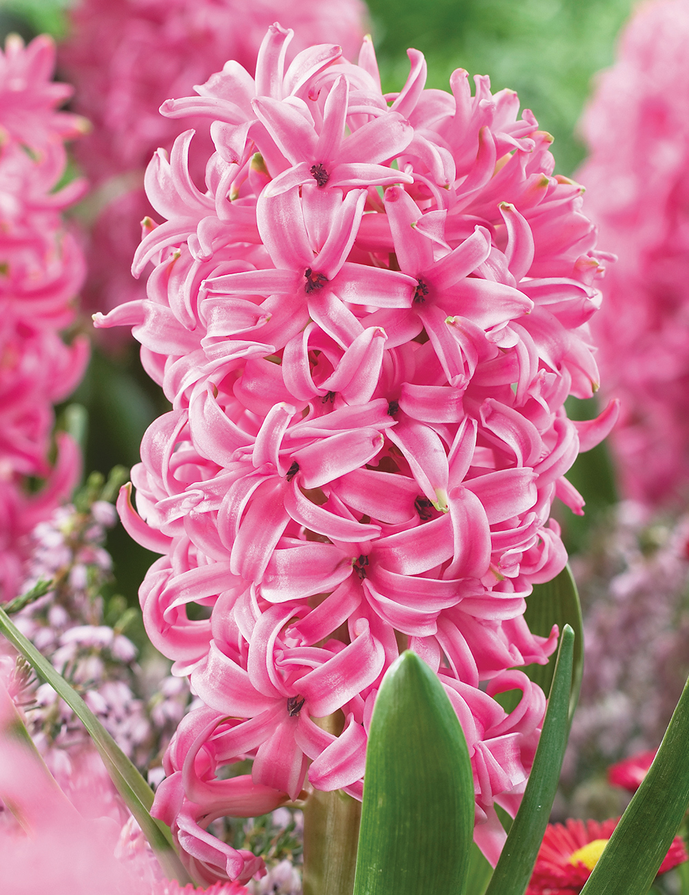 Hyacinth 'Sweetheart'