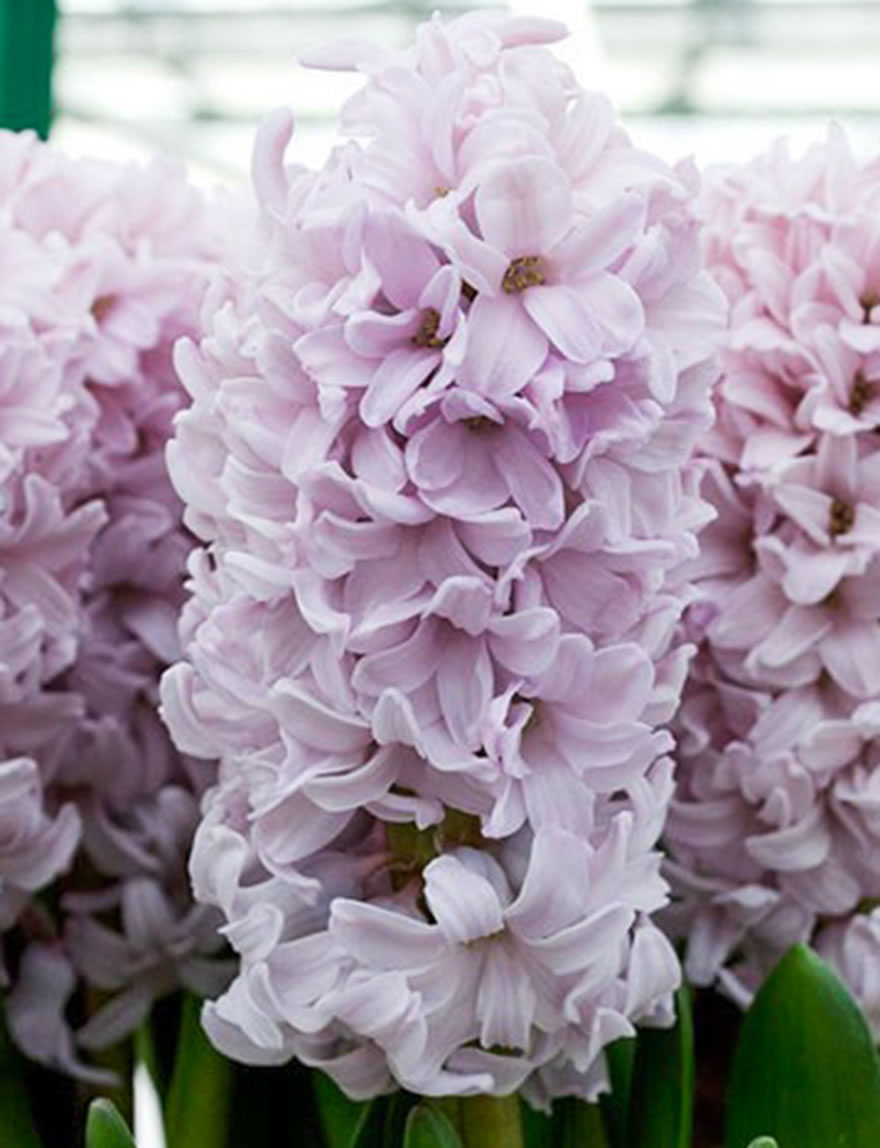 Hyacinth Top Hit