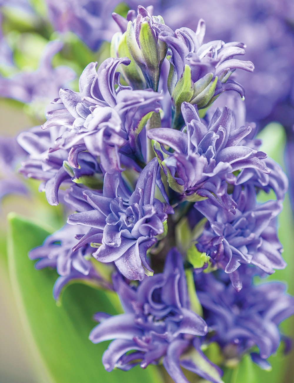 Hyacinth Twin Pearl