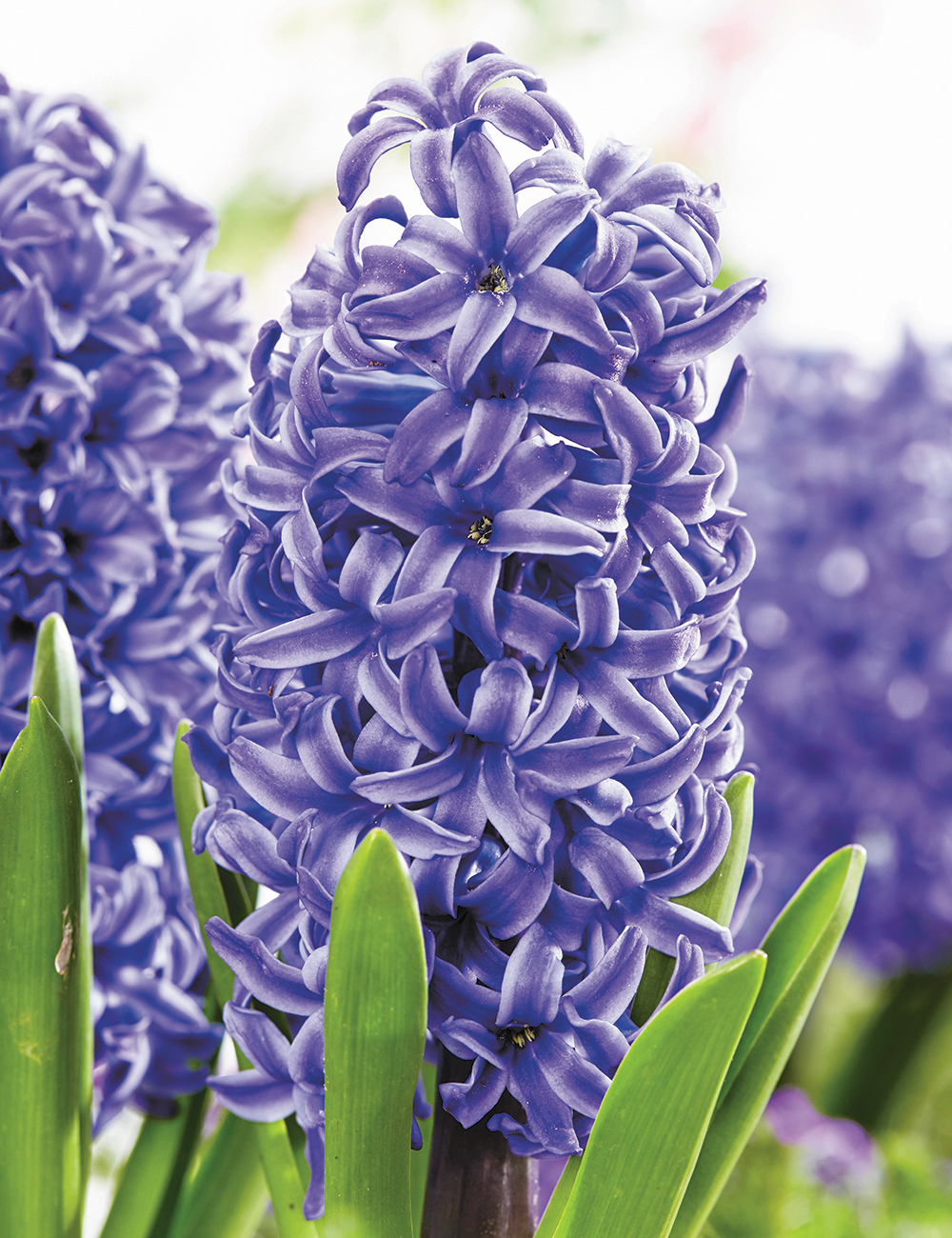 Hyacinth Vase bulb - Blue
