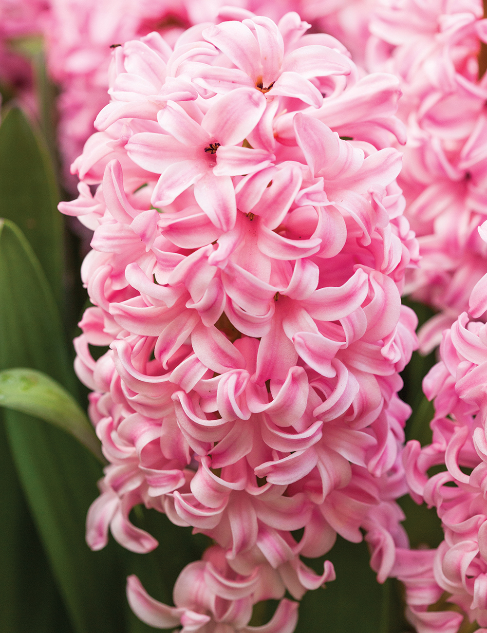 Hyacinth Vase bulb - Pink