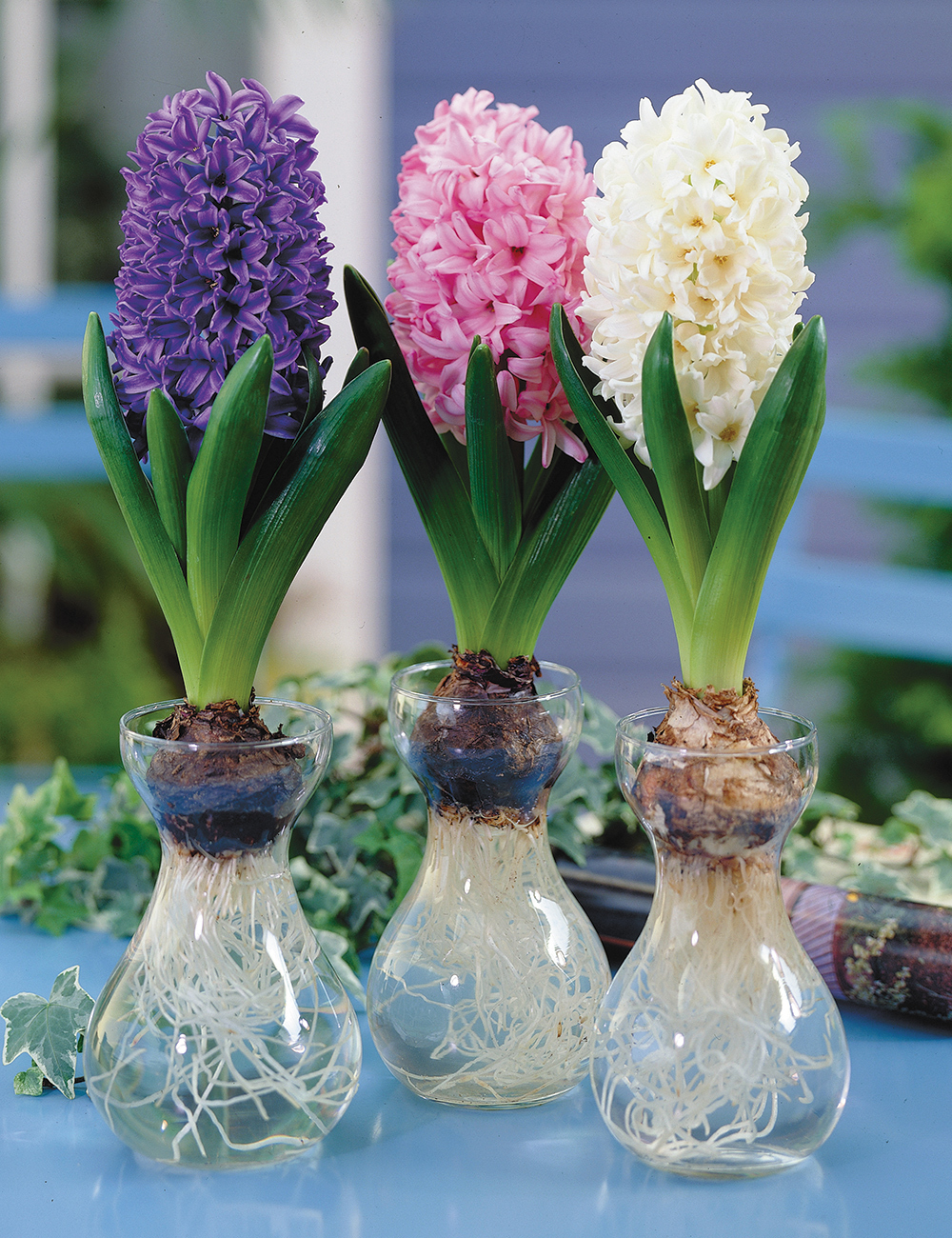 Hyacinth Vase