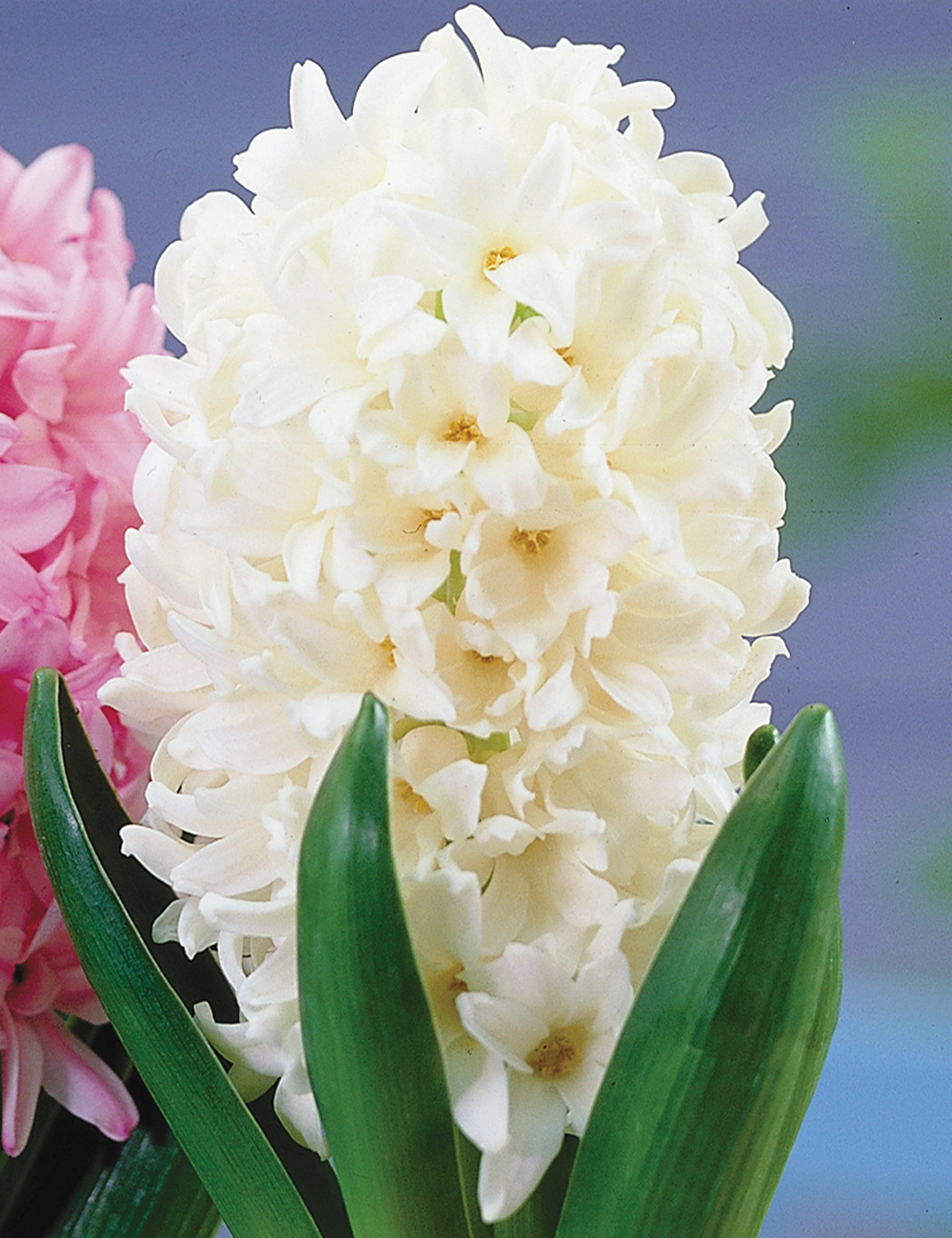 Hyacinth Vase bulb - White