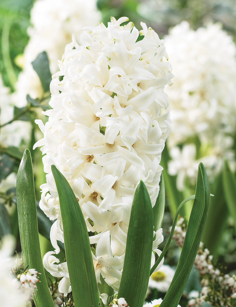 Potting Hyacinth 'White Pearl'