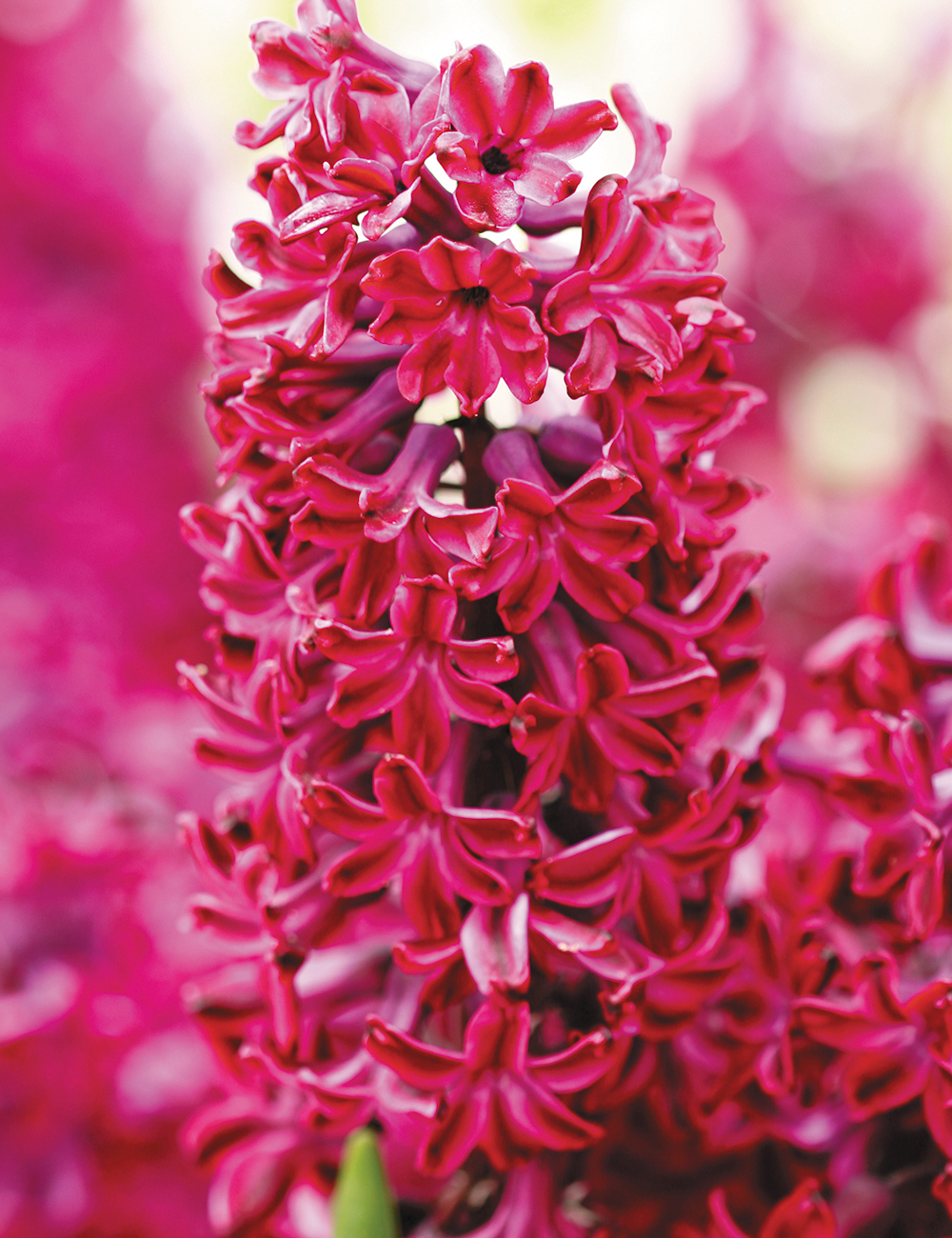 Hyacinth 'Woodstock'