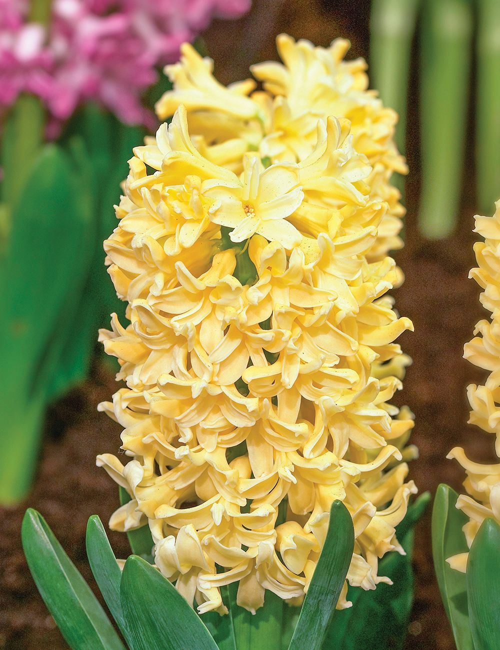 Hyacinth 'Yellowstone'